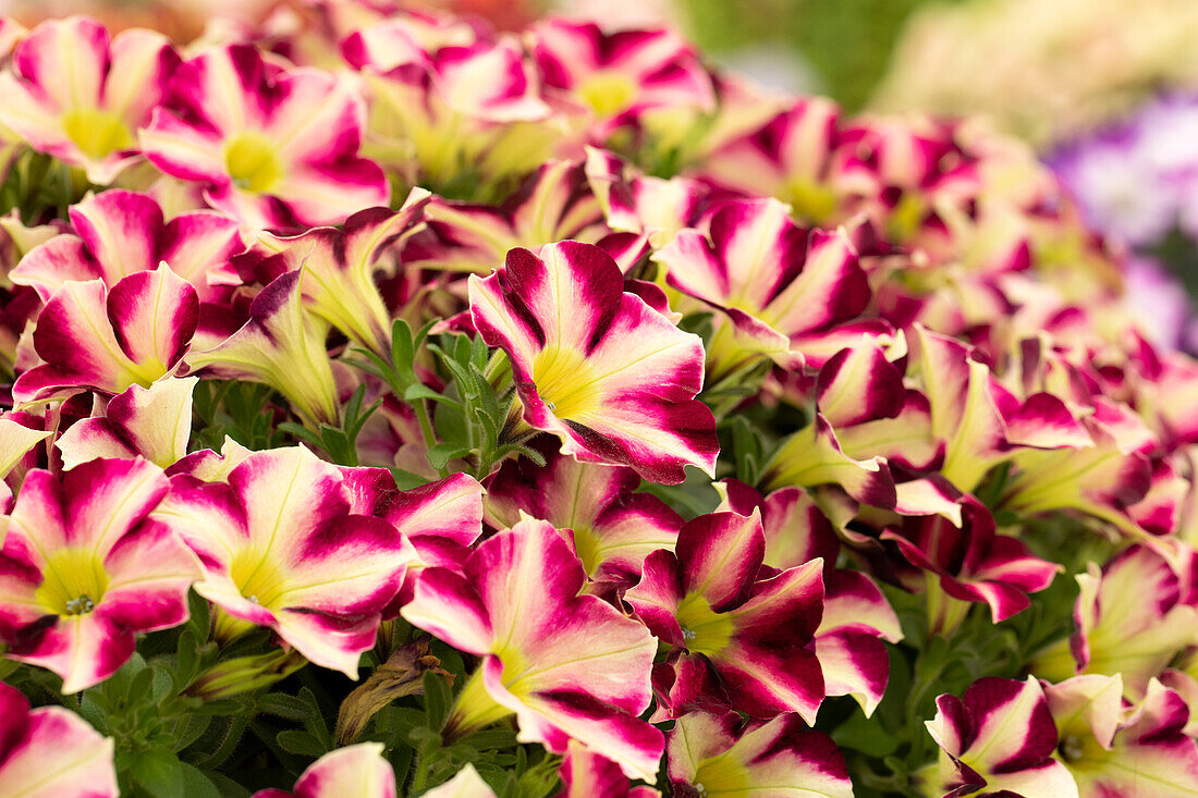 Petunia 'Crazytunia® Star Fruit'