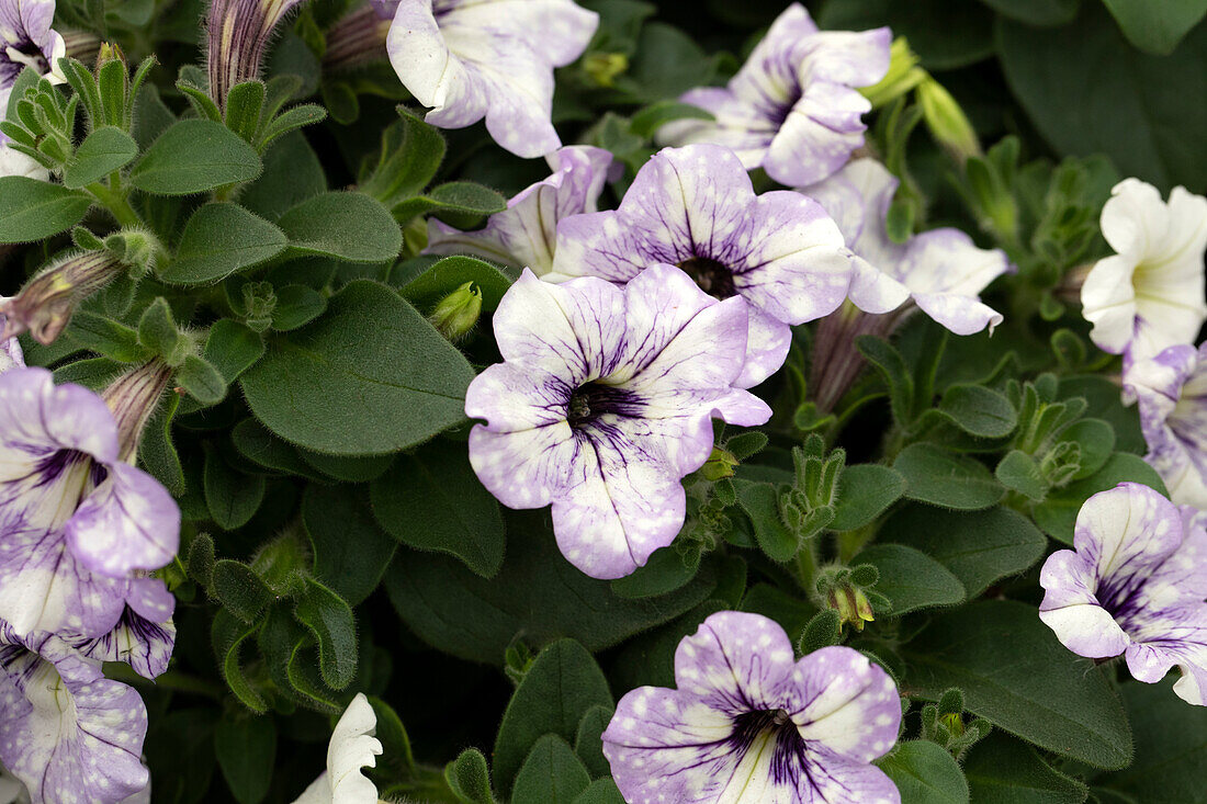 Petunia Constellation Pyxis