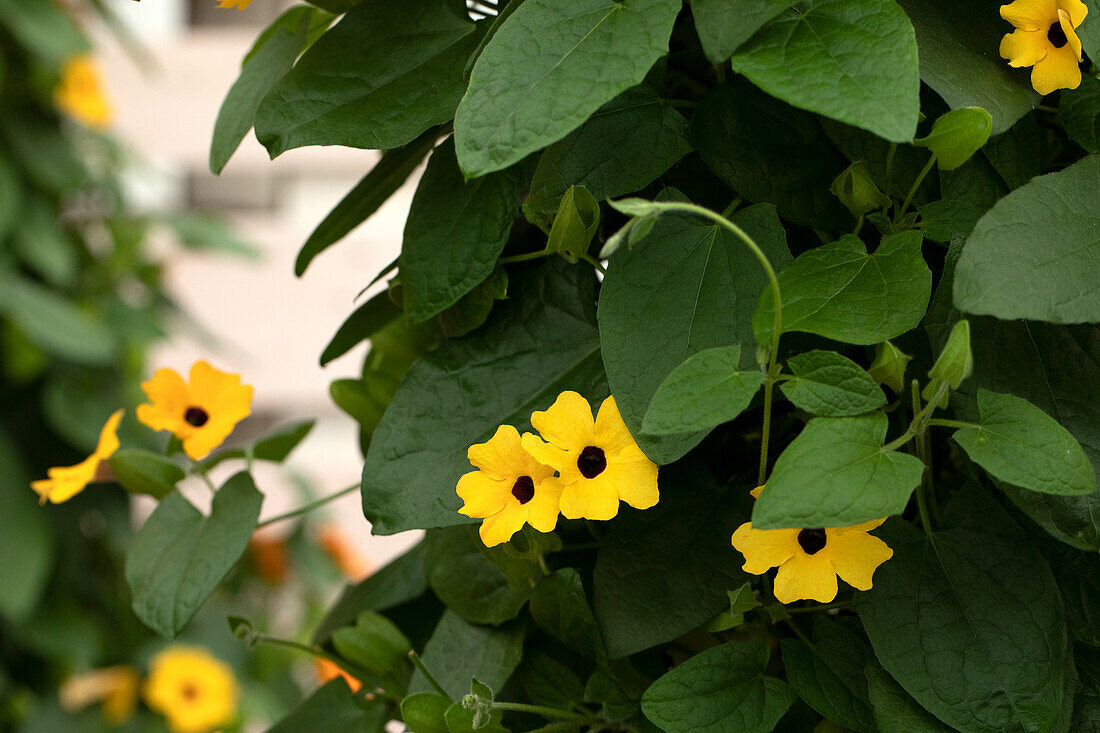 Thunbergia alata 'TowerPower Yellow'