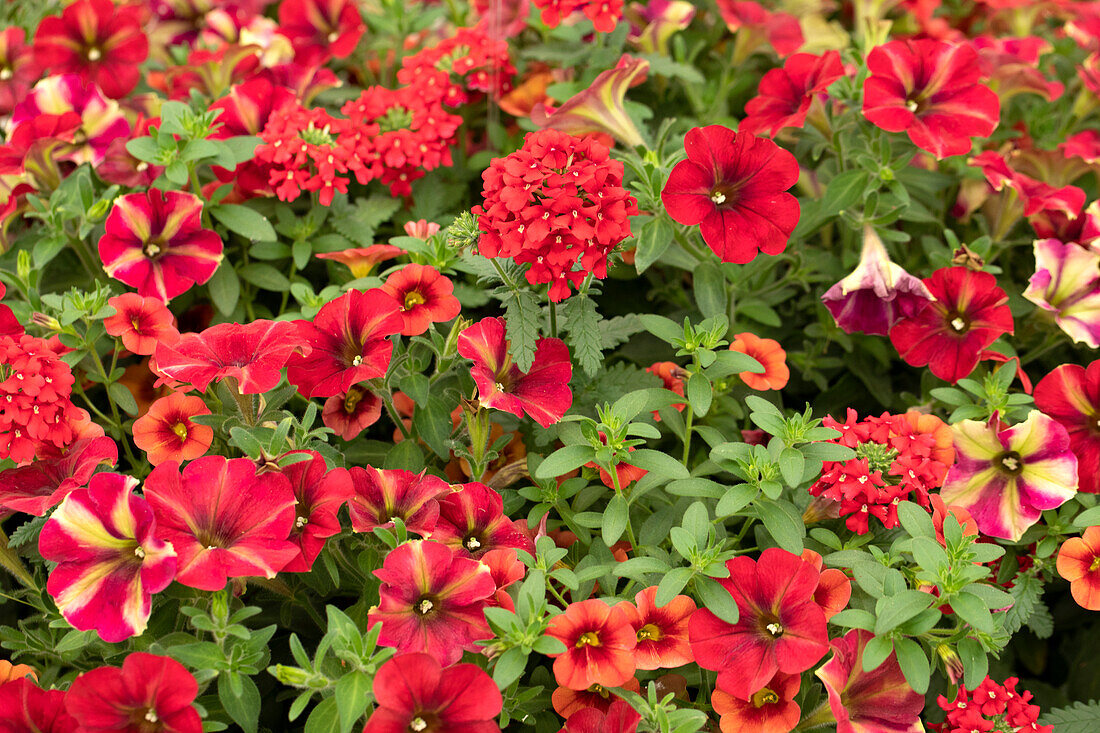 red flowering verbena, petunia and calibrachoa plants