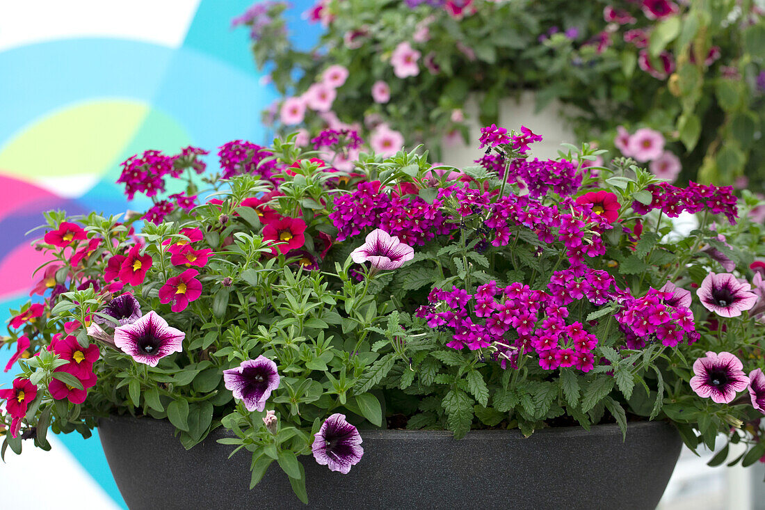 Kombination aus Petunia, Verben und Calibrachoa