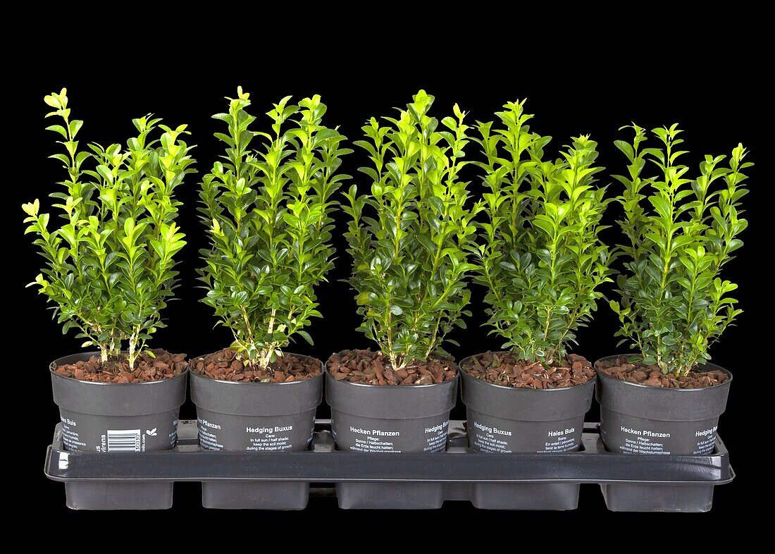 Buxus sempervirens