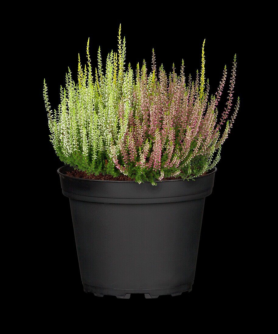 Calluna vulgaris 'Beauty Ladies'® Trio