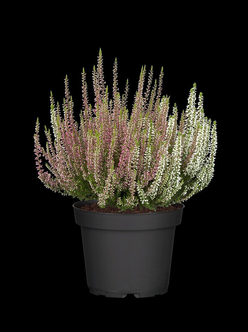 Calluna vulgaris 'Beauty Ladies® - Twins'.