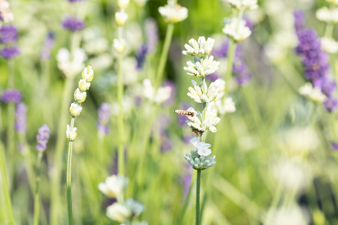 Lavandula angustifolia, weiß