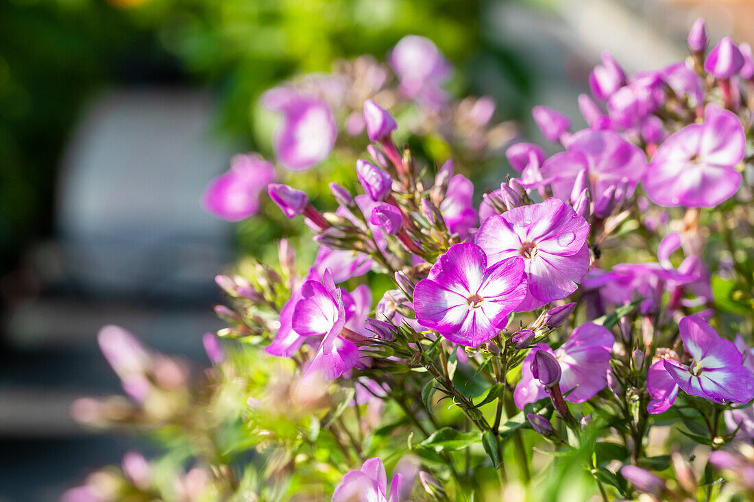 Phlox ,Flame Pro Lilac'