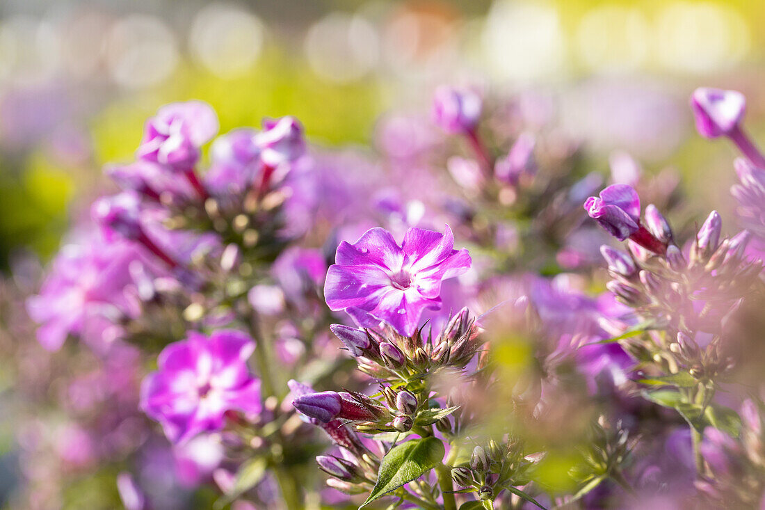 Phlox 'Early® Cerise