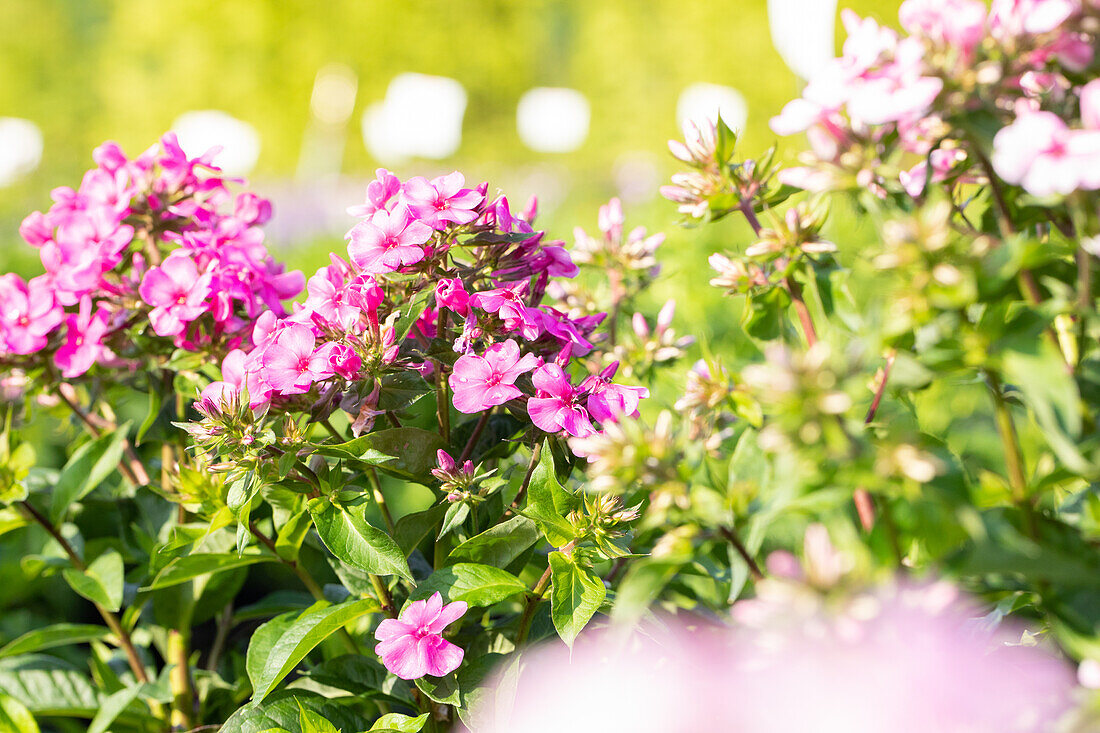 Phlox 'Early® Pink Candy