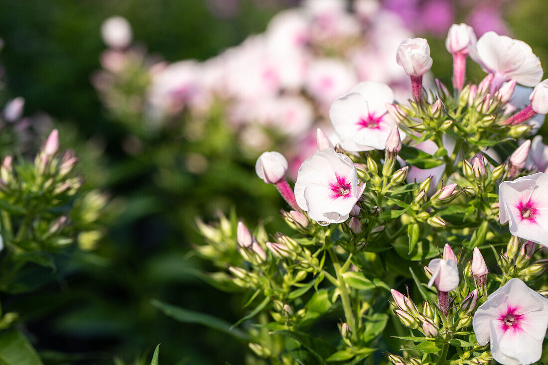 Phlox ,Flame Pro Soft Pink'