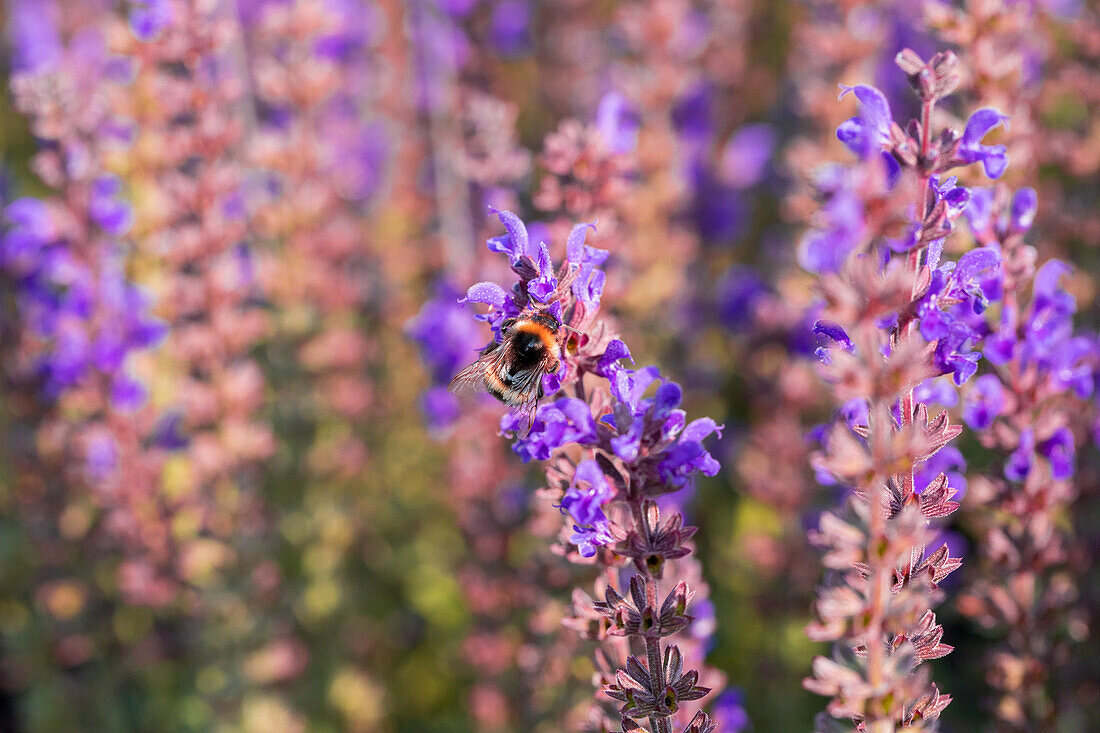 Salvia nemorosa 'Spring King'