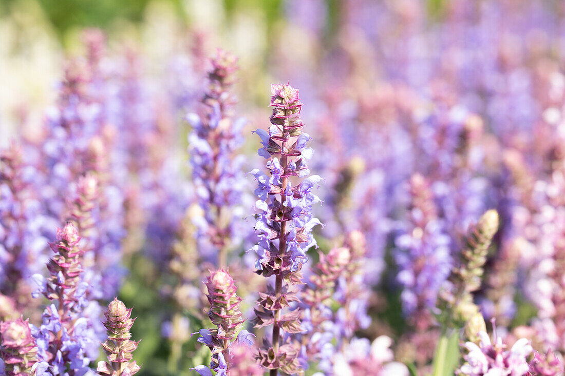 Salvia nemorosa 'Salute® Ice Blue'