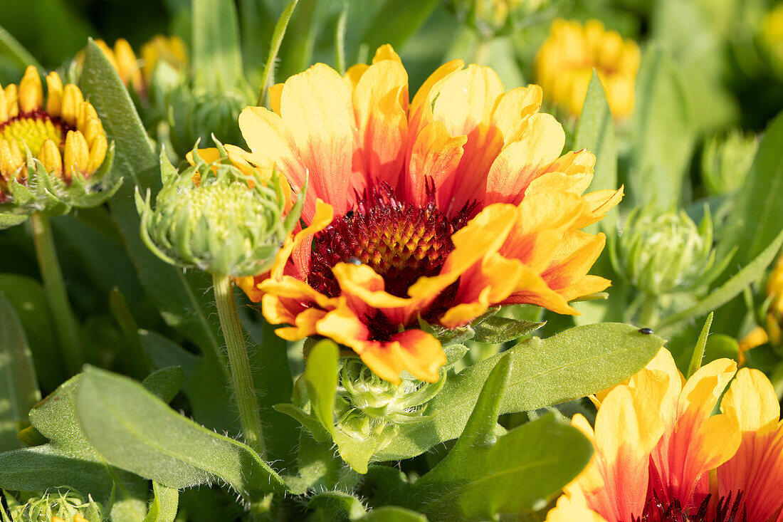 Gaillardia aristata SpinTop 'Red Starburst'