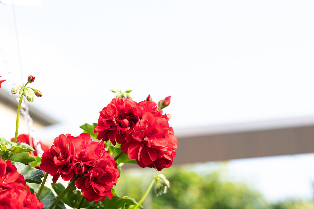 Pelargonium Peltatum ,Great Balls of Fire Velvet Red'