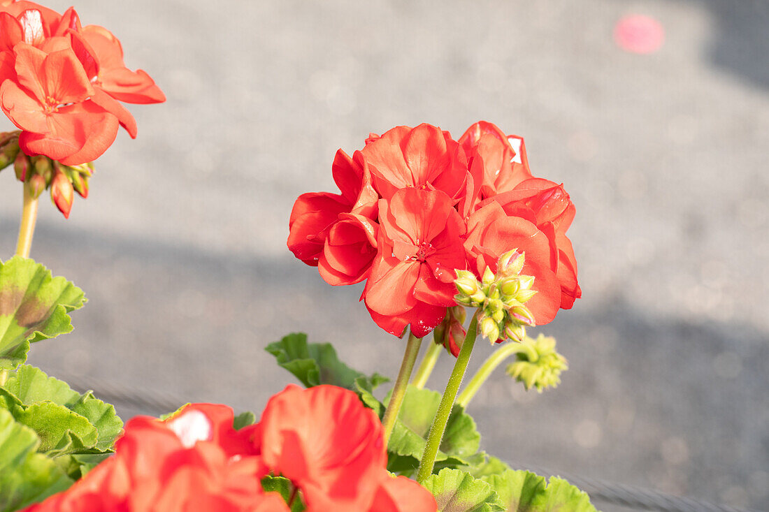 Pelargonium zonale Survivor Idols Dark Red