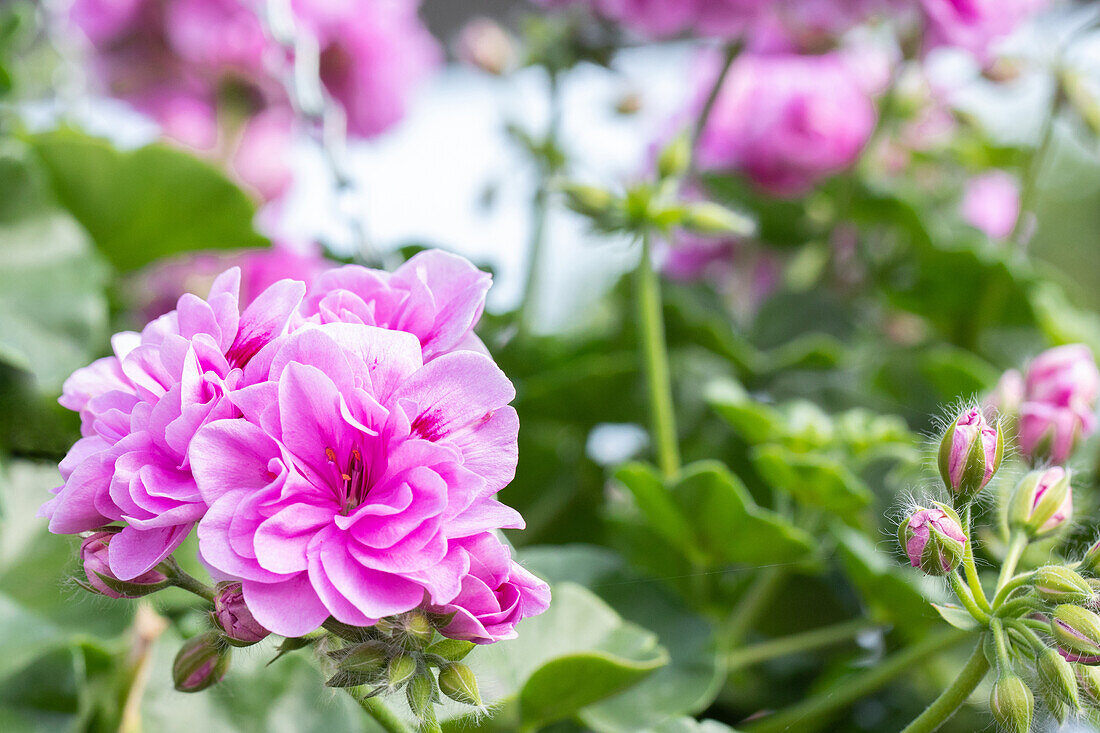 Pelargonium Peltatum ,Great Balls of Fire Light Lavender'