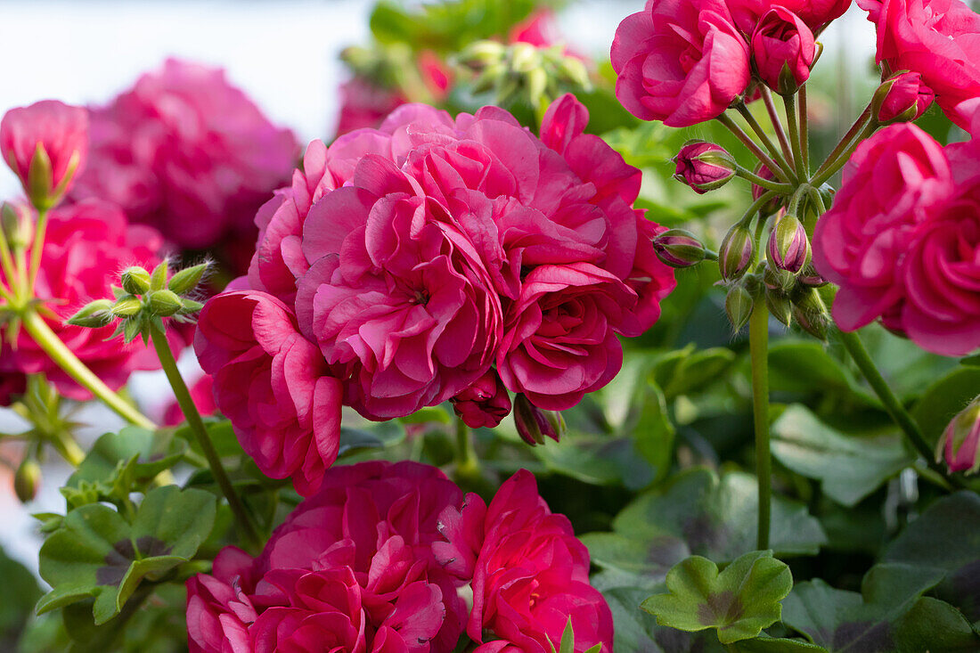 Pelargonium Peltatum ,Great Balls of Fire Violet Blue'