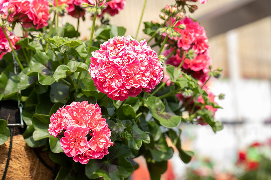 Pelargonium peltatum ,Great Balls of Fire Pink'