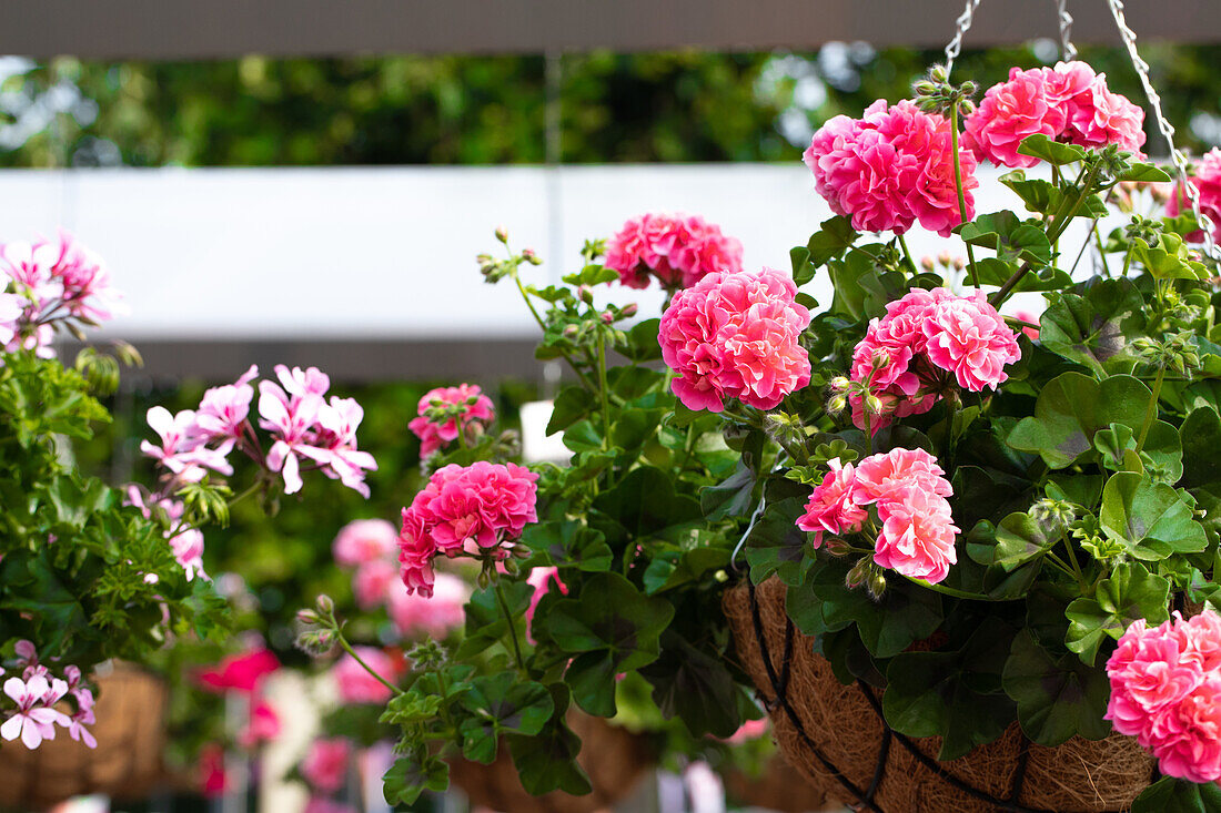 Pelargonium peltatum "Great Balls of Fire Pink