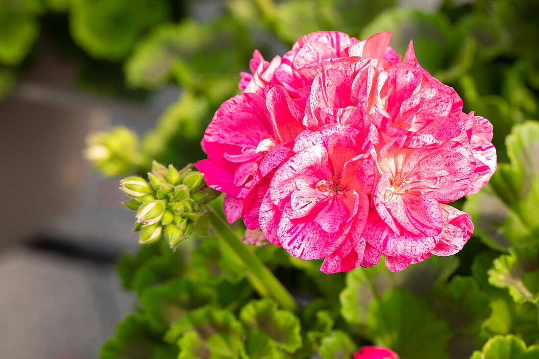 Pelargonium ,Survivor Idols Pink Batik'