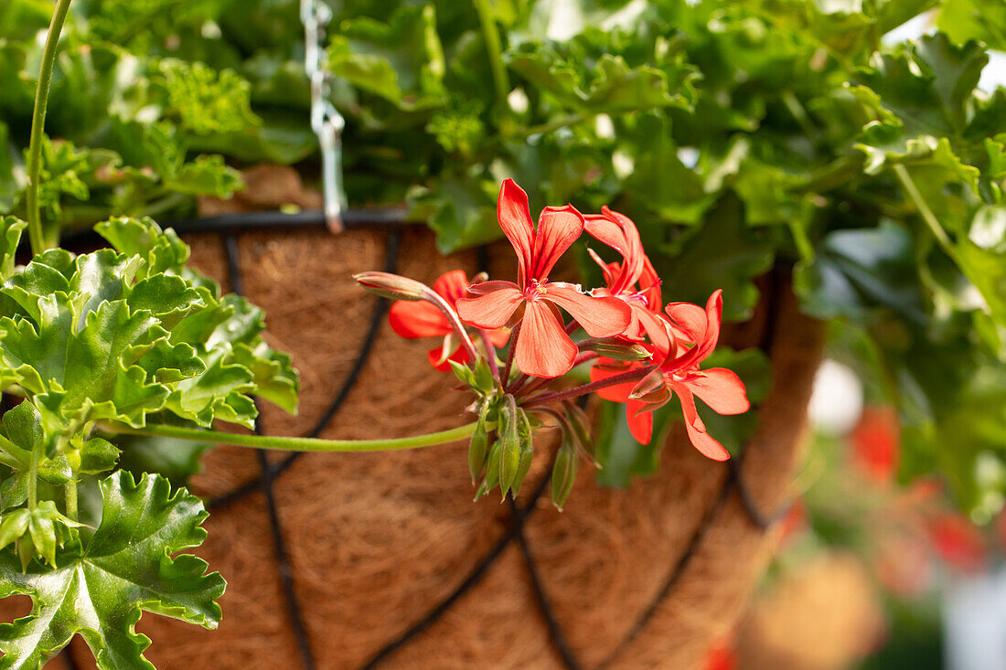 Pelargonium peltatum "Grand Idols Red