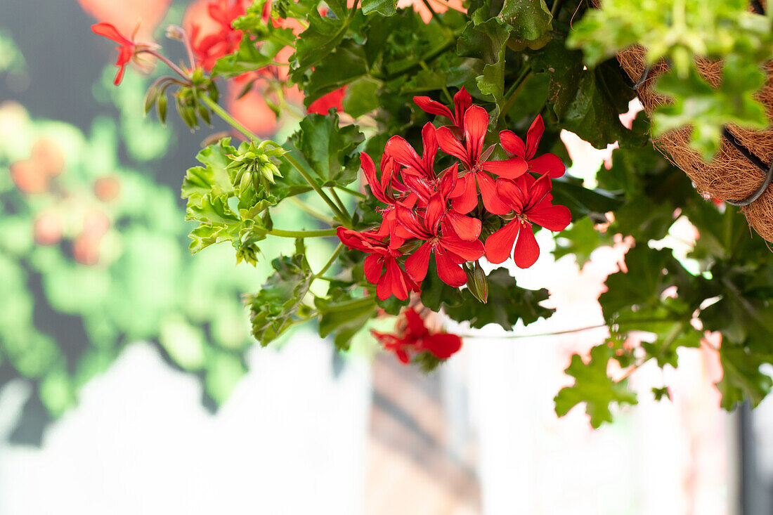 Pelargonium peltatum "Grand Idols Red