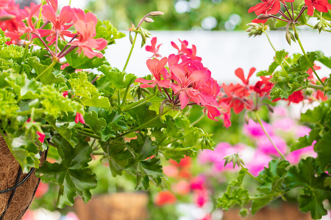 Pelargonium peltatum "Grand Idols Neon