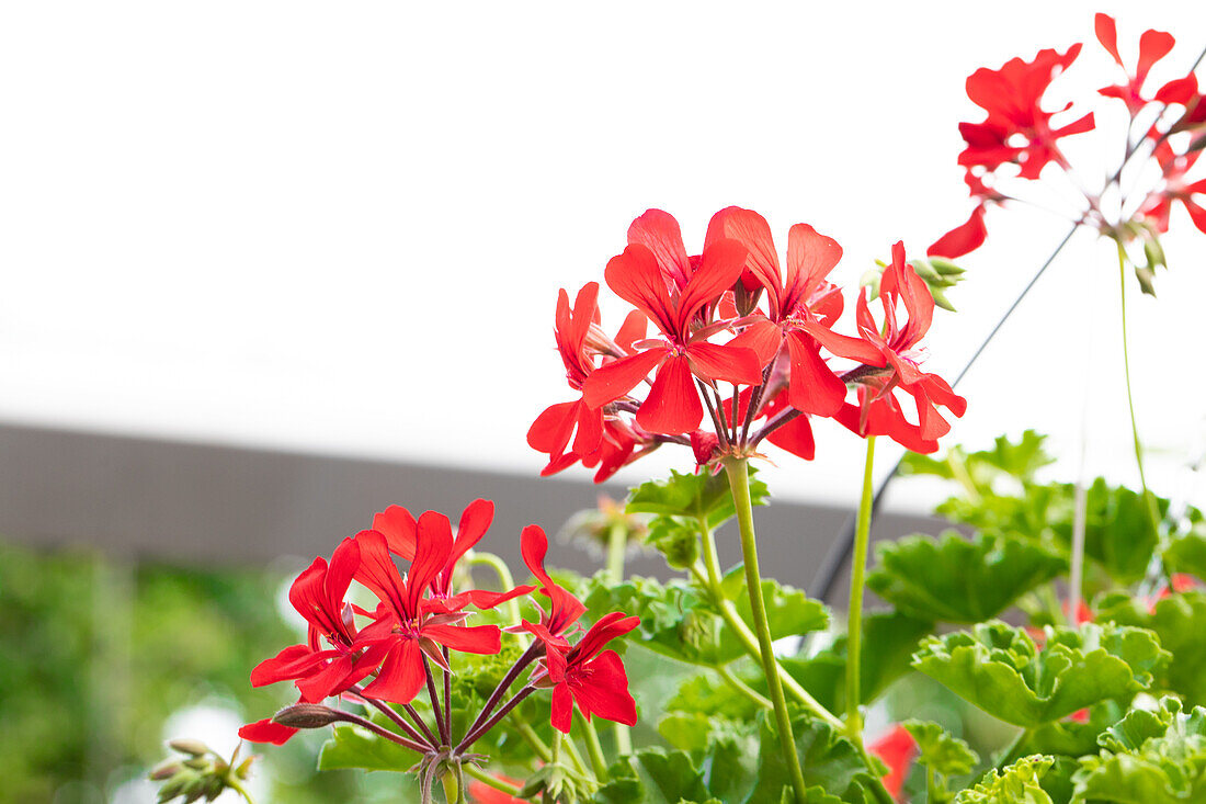 Pelargonium peltatum ,Grand Idols Dark Red'