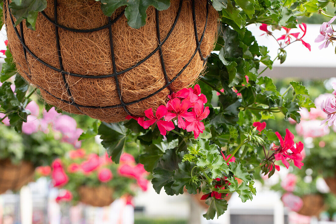 Pelargonium peltatum ,Grand Idols Purple'