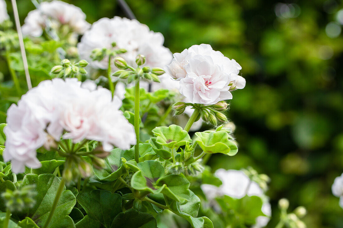 Pelargonium peltatum "Atlantic White