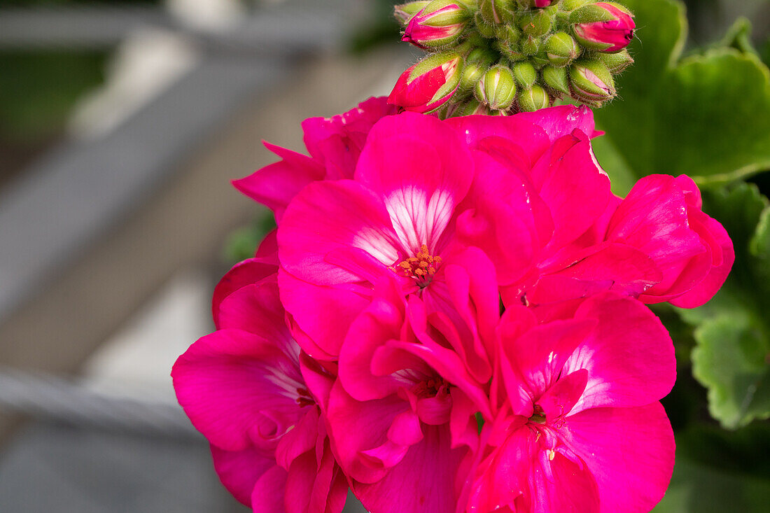 Pelargonium Green Idols Purple