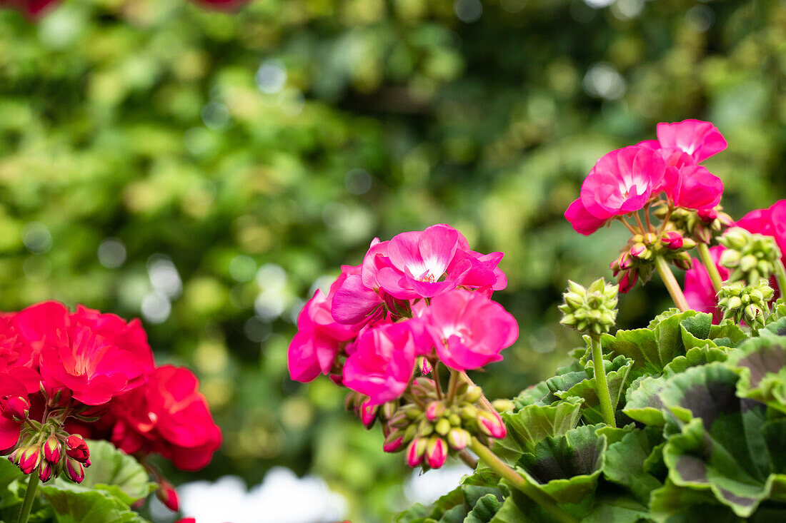 Pelargonium ,Green Idols Rose With Eye'