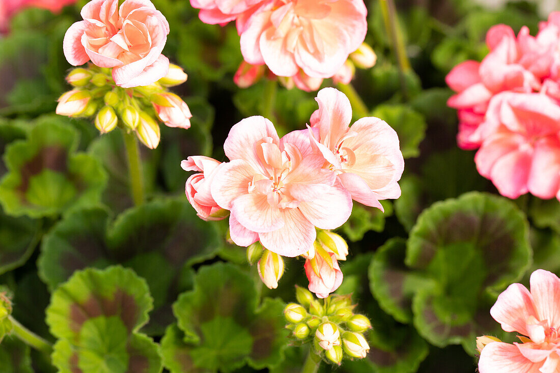 Pelargonium ,Green Idols Salmon'