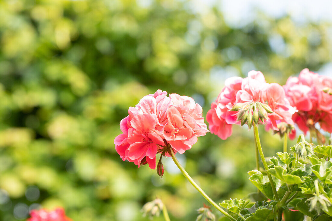 Pelargonium peltatum ,Atlantic Candy'