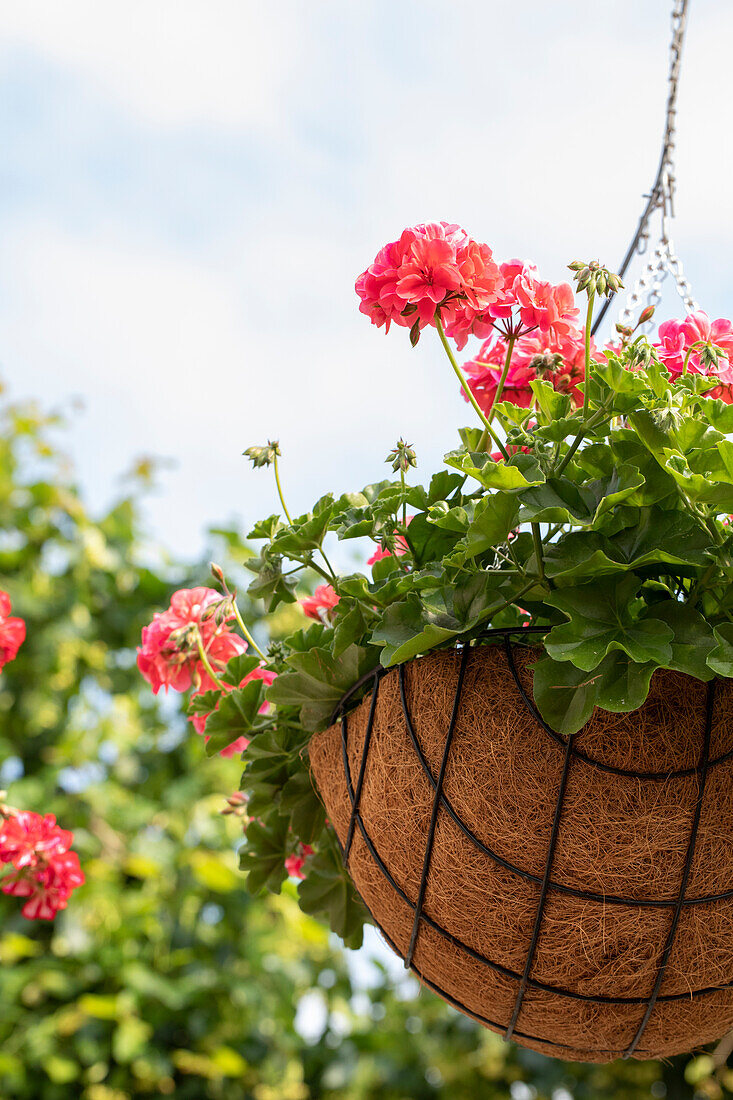 Pelargonium peltatum "Atlantic Candy