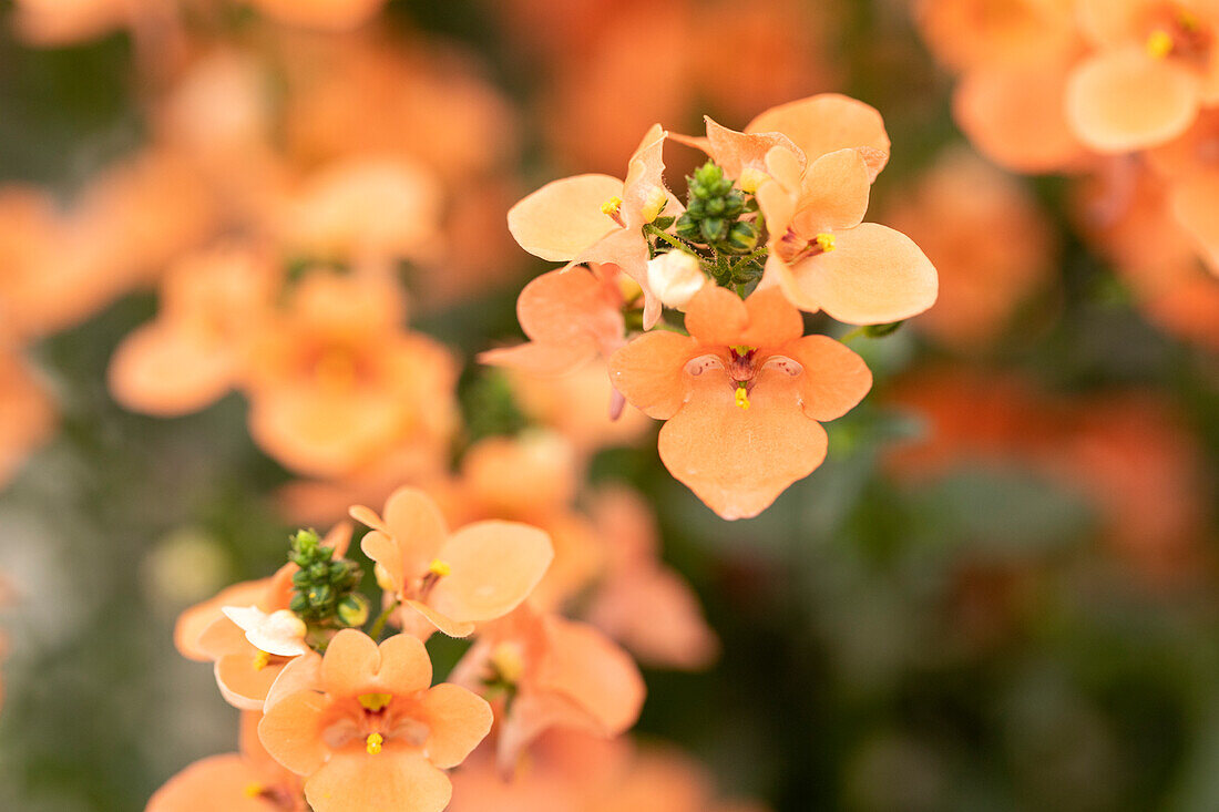 Diascia barberae 'Piccadilly® Salmon'19'