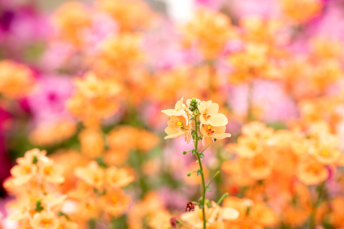 Diascia barberae 'Piccadilly® Salmon´19'