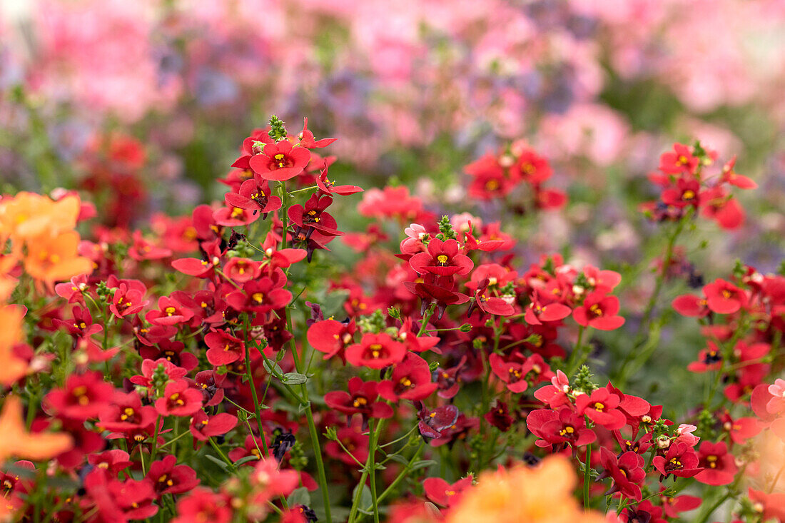 Diascia barberae 'Piccadilly® Dark Red'