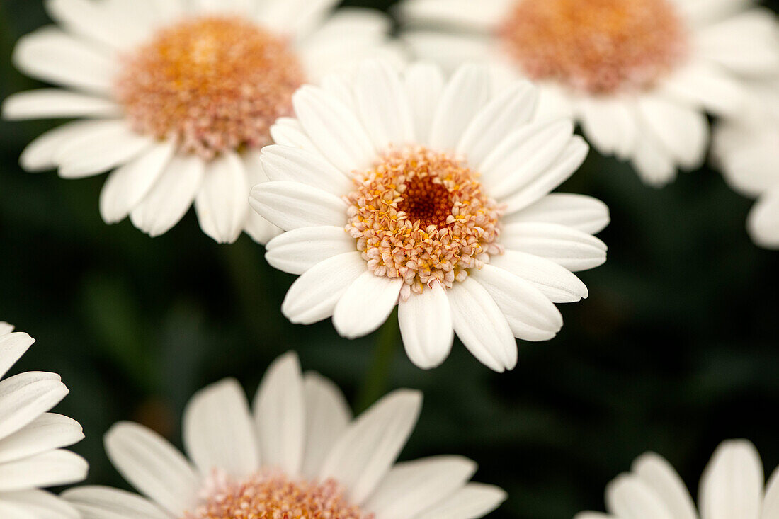 Argyranthemum frutescens 'LaRita® Toffee'