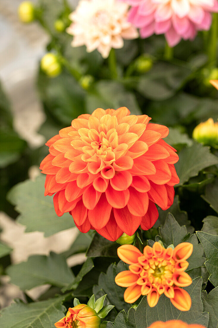 Dahlia DALINA® Midi 'Pinta'