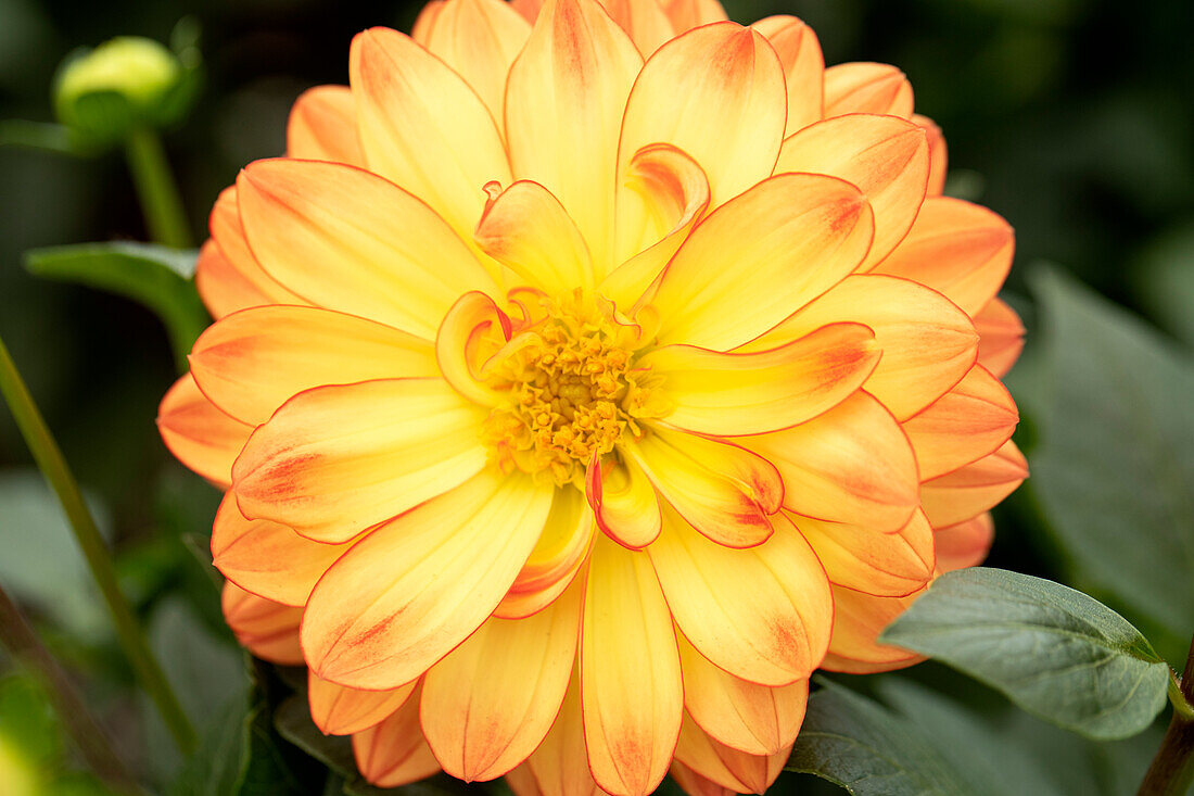 Dahlia DALINA® Maxi 'Tequila'