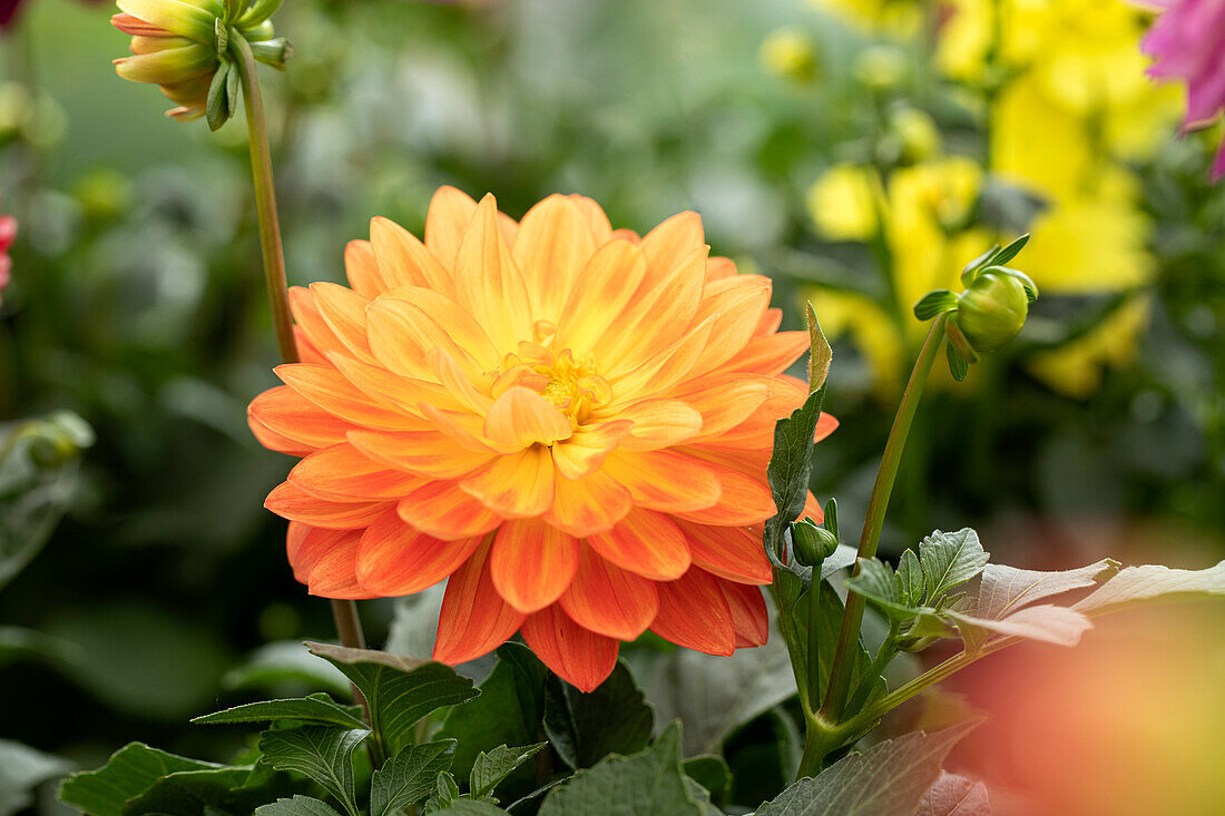 Dahlia DALINA® Maxi 'Emilio'(s)