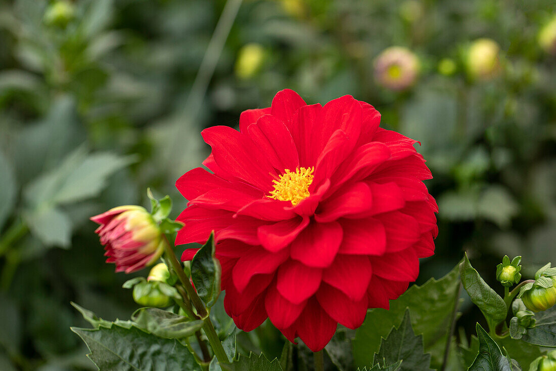 Dahlia DALINA® Maxi 'Topia'(s)