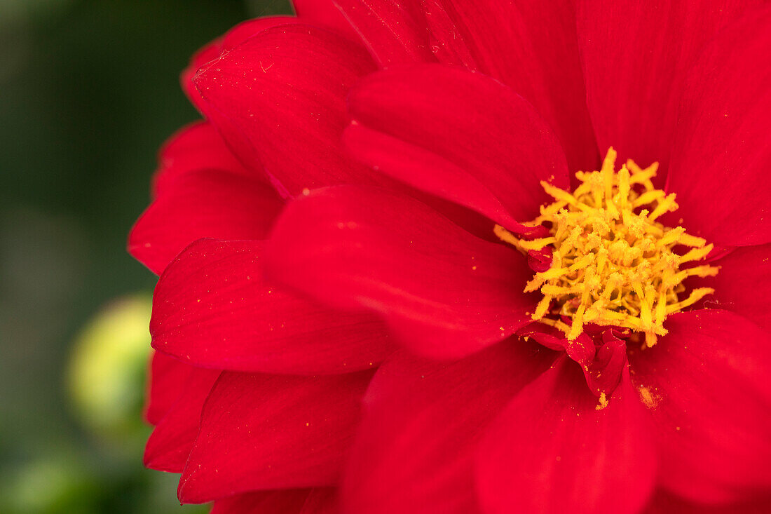 Dahlia DALINA® Maxi 'Topia'(s)