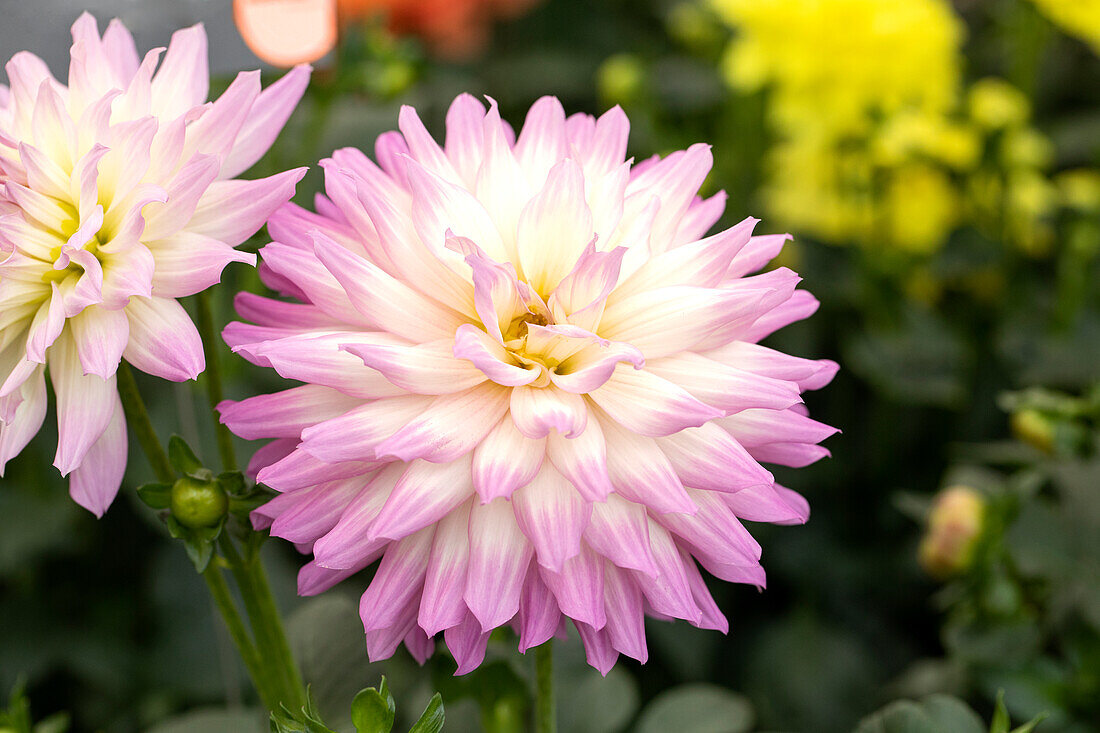 Dahlia DALINA® Maxi 'Salinas'