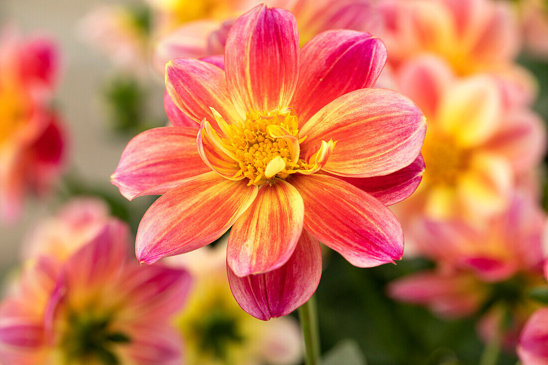 Dahlia 'DALAYA Shari'