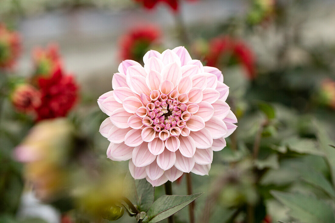 Dahlia 'DALAYA Kala'