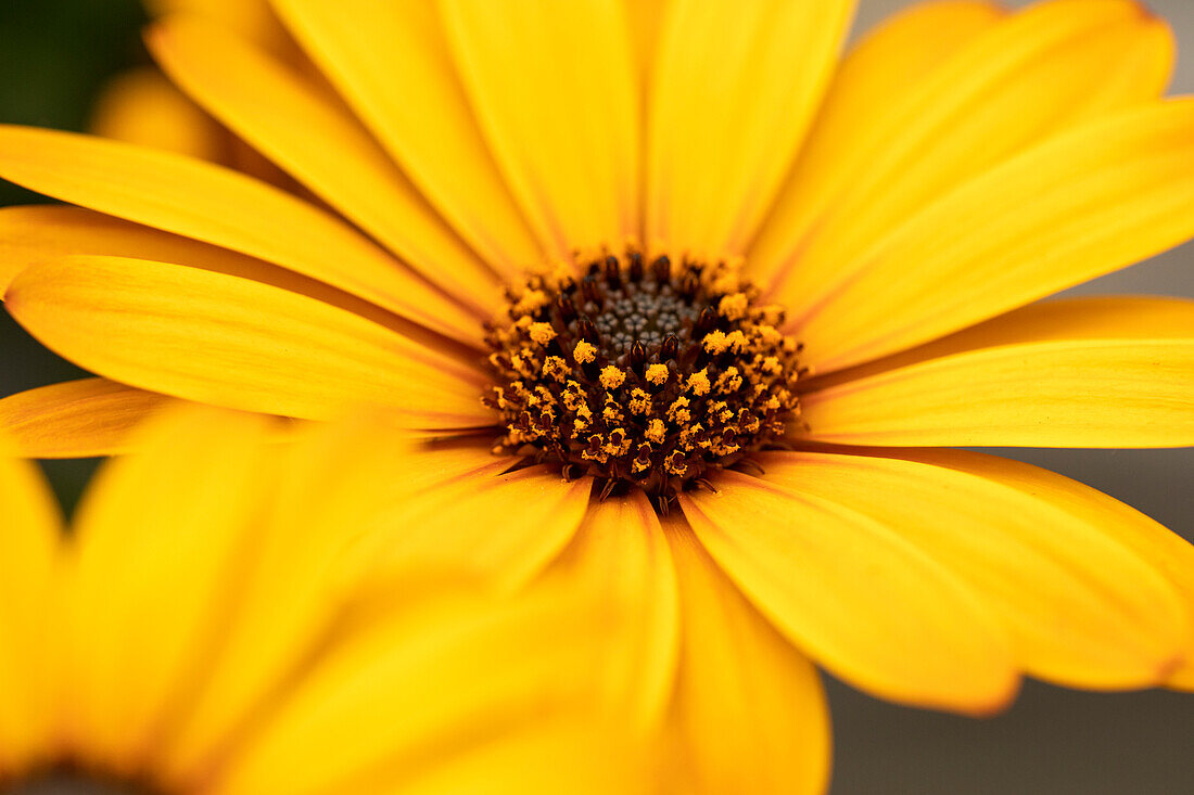 Osteospermum ecklonis SummerHero® Pure Yellow