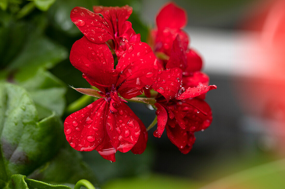 Pelargonium peltatum 'Royal® @Red'