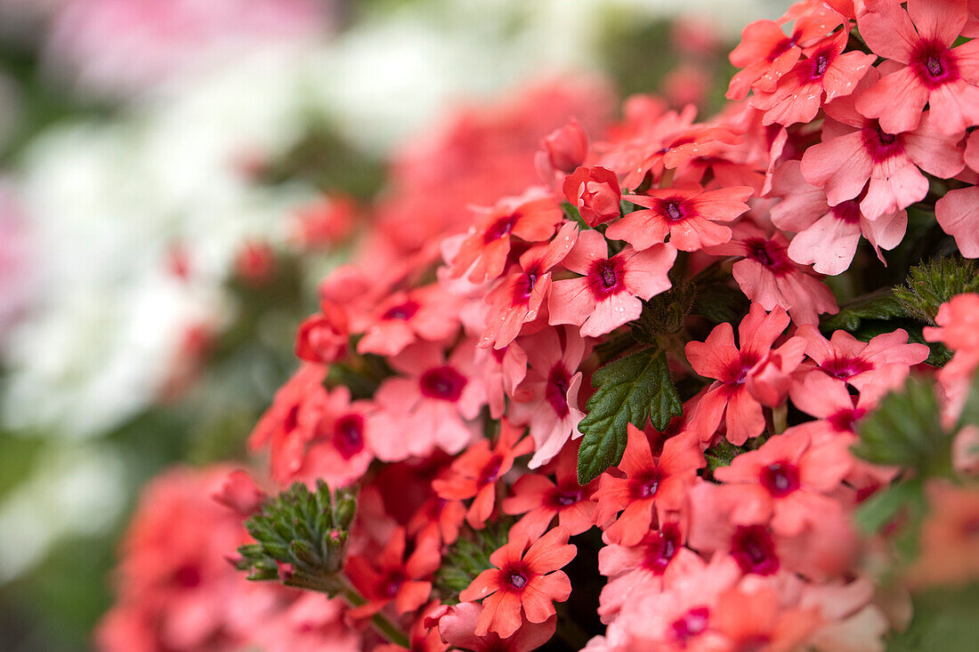 Verbena 'Lascar® Mango Orange'