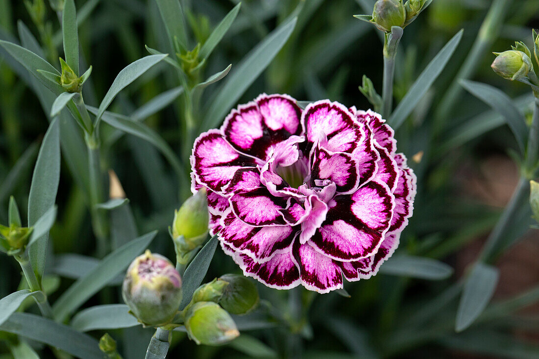 Dianthus caryophyllus Capitán® 'Diaz'